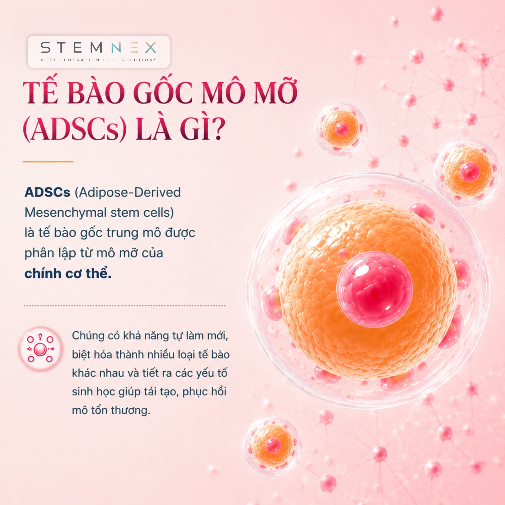 Tế bào gốc mô mỡ là gì