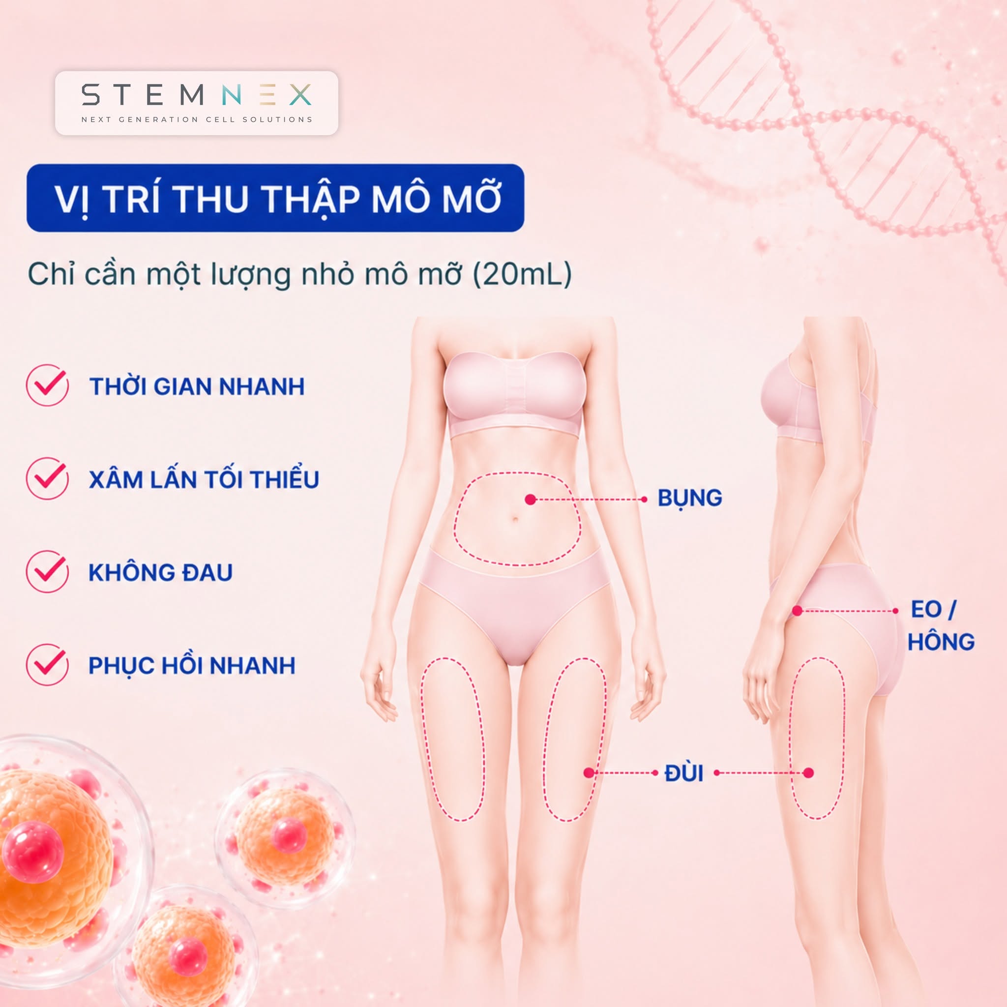 tế bào gốc mô mỡ thu thập ở đâu trên cơ thể